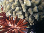 Urchin Pose on Maui